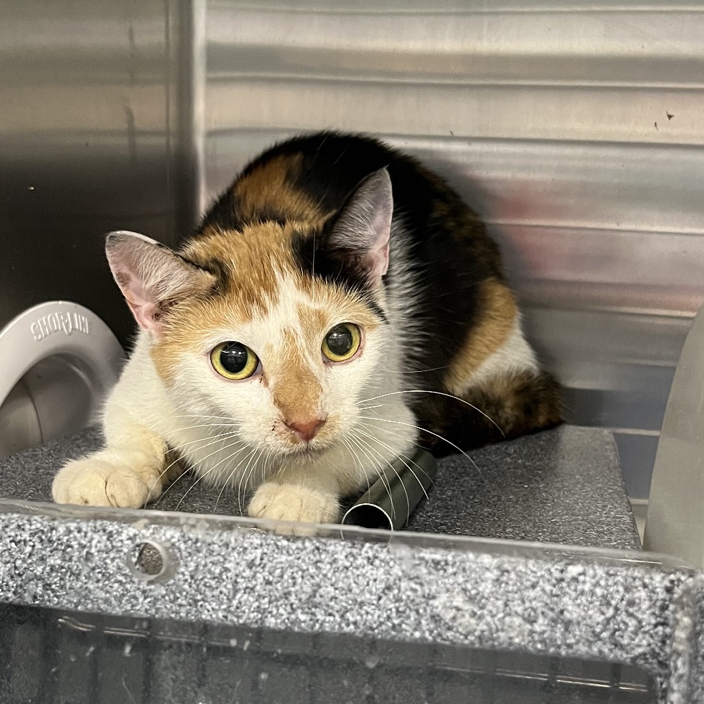 Shelter Stray Unknown Cat last seen , Greensboro, NC 27409