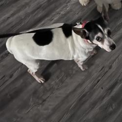 Shelter Stray Female Dog last seen , Greensboro, NC 27409