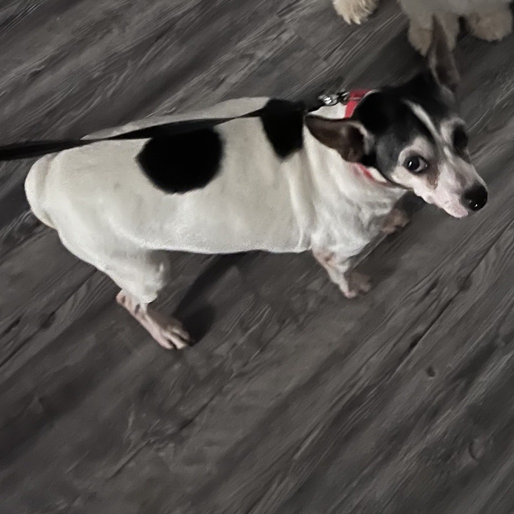 Shelter Stray Female Dog last seen , Greensboro, NC 27409