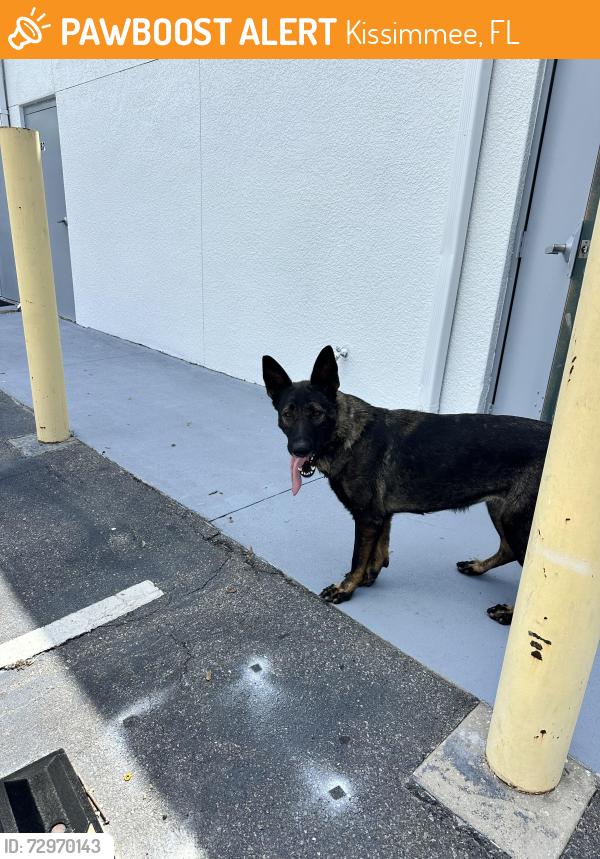 Found/Stray Female Dog last seen Simpson rd Kissimmee fl, Kissimmee, FL 34743