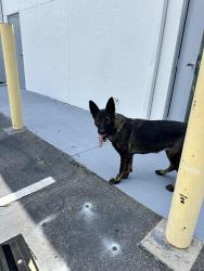 Found/Stray Female Dog last seen Simpson rd Kissimmee fl, Kissimmee, FL 34743