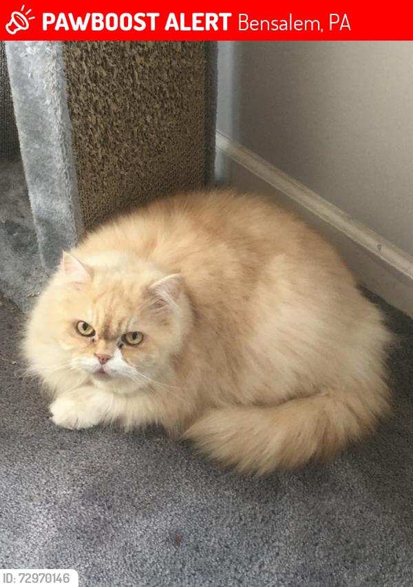 Lost Male Cat last seen Captain Milton e major and wildwood ave , Bensalem, PA 19020