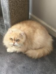 Lost Male Cat last seen Captain Milton e major and wildwood ave , Bensalem, PA 19020