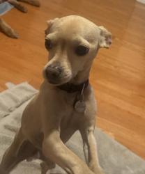 Reunited Male Dog last seen San Rafael Dr. + La Palma Ave., Buena Park, CA 90620