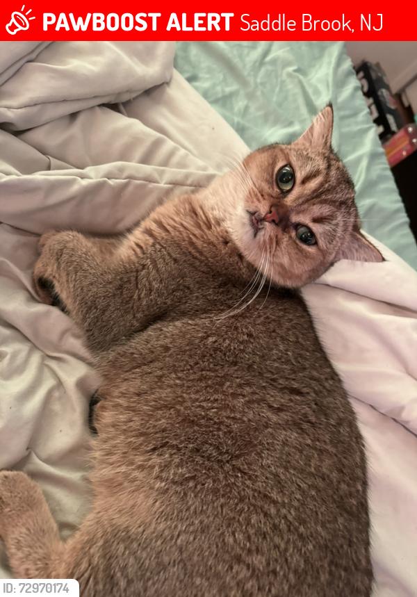 Lost Male Cat last seen Cambridge Avenue, Nedellec Drive, Rugby Road, Bell Avenue, Saddle River Road, Saddle Brook, NJ 07663