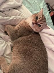 Lost Male Cat last seen Cambridge Avenue, Nedellec Drive, Rugby Road, Bell Avenue, Saddle River Road, Saddle Brook, NJ 07663