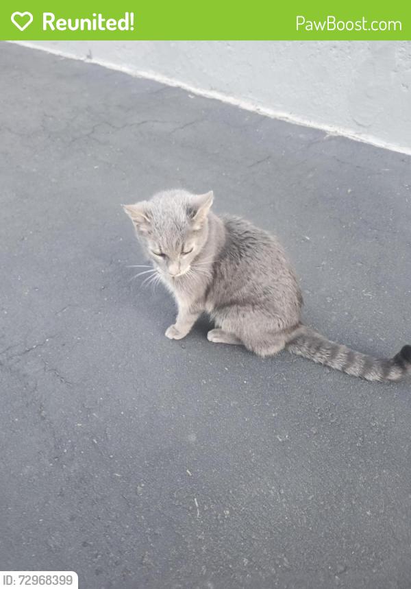 Reunited Unknown Cat last seen Paisley Blvd , Mississauga, ON L5B 2B3