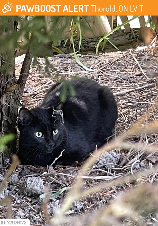 Found/Stray Unknown Cat last seen Between Manly crescent and Coleman Ave (same neighbourhood as cracker jacks bar n grill) , Thorold, ON L2V 4T8