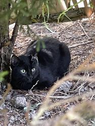 Found/Stray Unknown Cat last seen Between Manly crescent and Coleman Ave (same neighbourhood as cracker jacks bar n grill) , Thorold, ON L2V 4T8