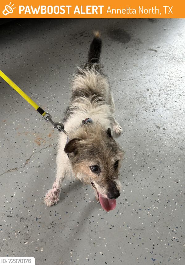 Found/Stray Male Dog last seen Annetta , Annetta North, TX 76008