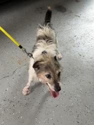 Found/Stray Male Dog last seen Annetta , Annetta North, TX 76008