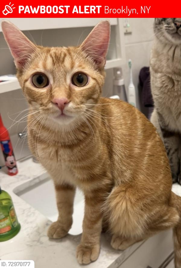 Lost Male Cat last seen Surf Ave & Beach 46th St, Brooklyn, NY 11224