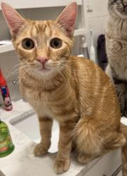 Lost Male Cat last seen Surf Ave & Beach 46th St, Brooklyn, NY 11224