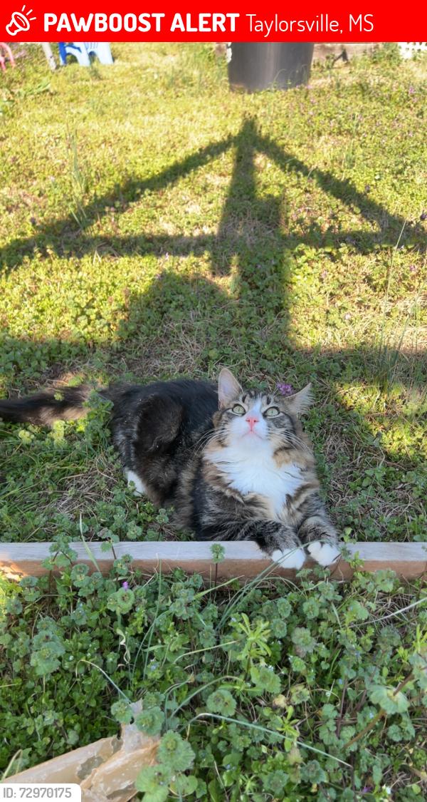 Lost Male Cat last seen Leaf River Veterinary Services, Taylorsville, MS 39168