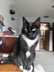 Lost Female Cat last seen Hidden Valley, Tallahassee, FL 32308