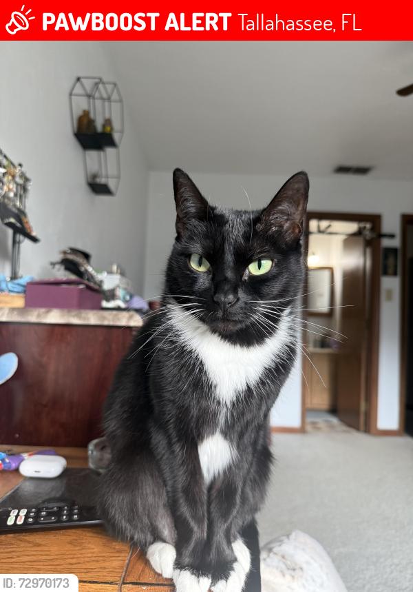 Lost Female Cat last seen Hidden Valley, Tallahassee, FL 32308