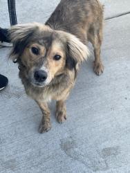 Shelter Stray Male Dog last seen , 5302 Stone St, Chattanooga, TN 37412, USA
