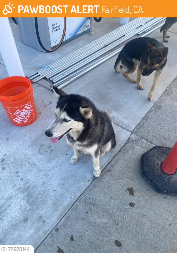 Surrendered Unknown Dog last seen Chevron off of Texas St and Pennsylvania Ave, Fairfield, CA 94533