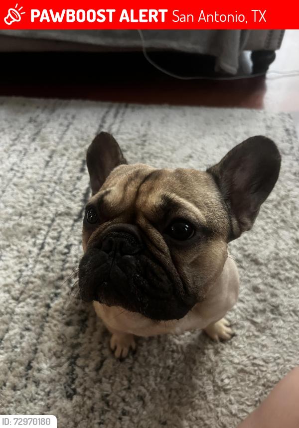 Lost Male Dog last seen Silent Sunrise , San Antonio, TX 78250