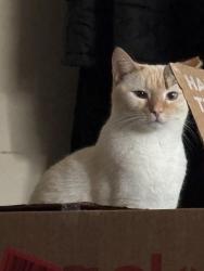 Reunited Male Cat last seen Qualla rd near Qualla Farms, Chesterfield, VA 23832