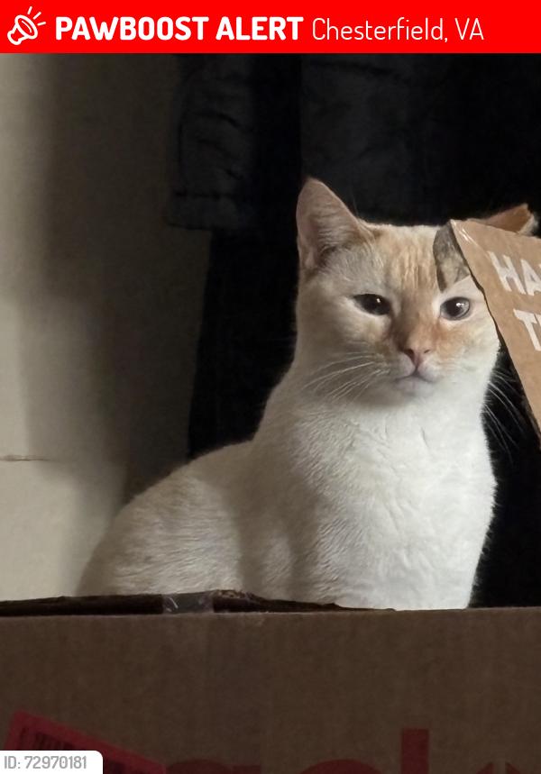 Lost Male Cat last seen Qualla rd near Qualla Farms, Chesterfield, VA 23832