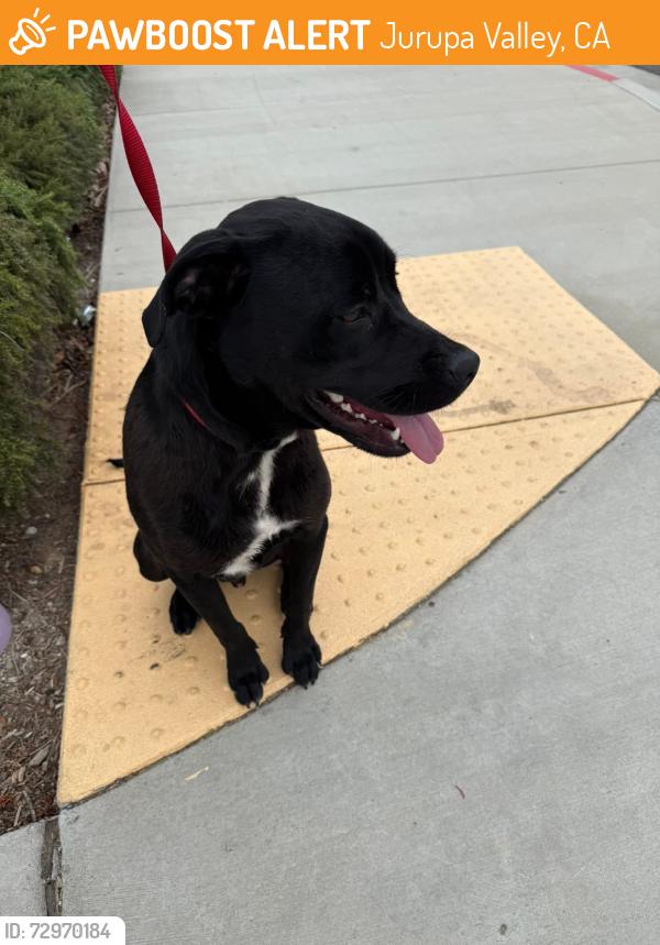 Found/Stray Male Dog last seen Camino Jamacha and Avenidas Ranchos, Jurupa Valley, CA 91752