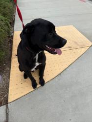 Found/Stray Male Dog last seen Camino Jamacha and Avenidas Ranchos, Jurupa Valley, CA 91752