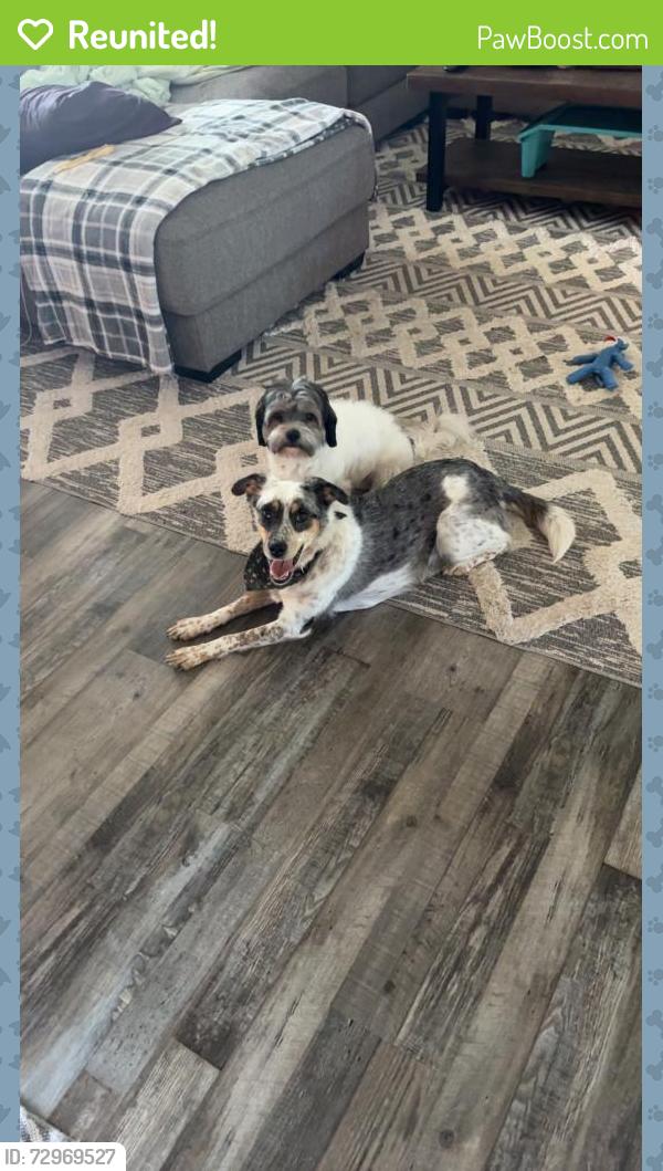 Reunited Female Dog last seen Mclaughlin street, Watertown, SD 57201