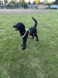 Lost Male Dog last seen Near Cochise Lane, Lakewood wa, Lakewood, WA 98499