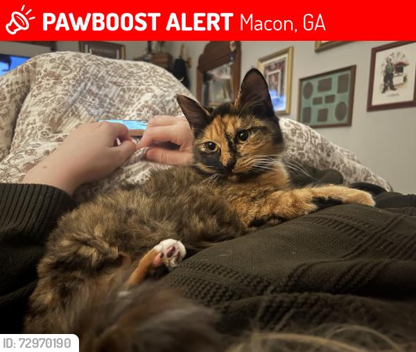 Lost Female Cat last seen Forest Hill Rd, Macon, GA 31204
