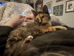 Lost Female Cat last seen Forest Hill Rd, Macon, GA 31204