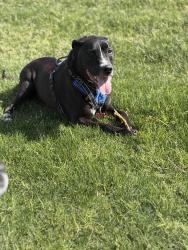Reunited Male Dog last seen 27th and McDowell , Phoenix, AZ 85008
