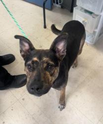 Found/Stray Female Dog last seen 7th St W and Snelling, Saint Paul, MN 55116