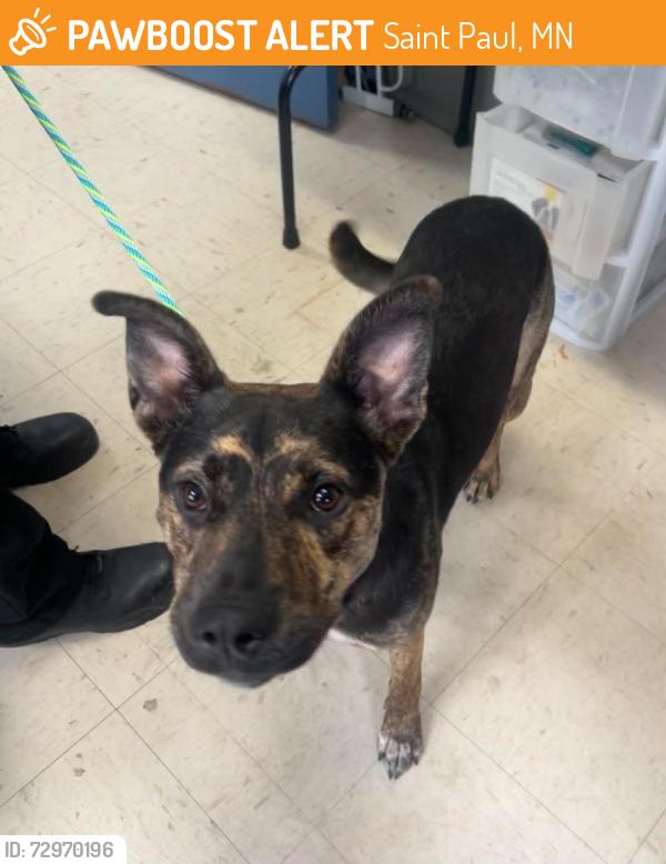 Found/Stray Female Dog last seen 7th St W and Snelling, Saint Paul, MN 55116