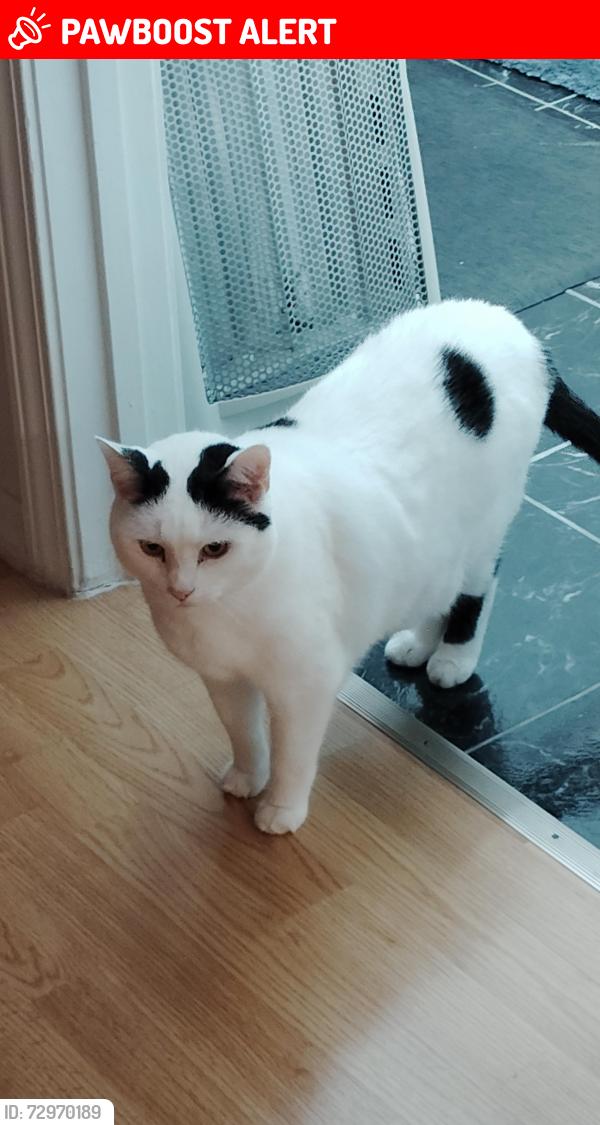 Lost Female Cat last seen Sissy's tacos rite aid building, Mount Washington, KY 40047