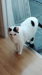 Lost Female Cat last seen Sissy's tacos rite aid building, Mount Washington, KY 40047