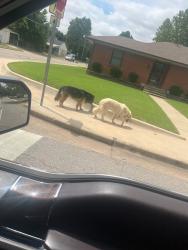 Found/Stray Unknown Dog last seen NW 19th & Tulsa, Oklahoma City, OK 73107