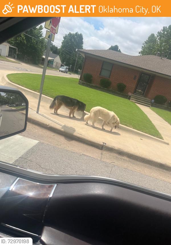 Found/Stray Unknown Dog last seen NW 19th & Tulsa, Oklahoma City, OK 73107