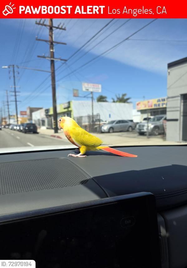 Lost Female Bird last seen Near Parmelee Ave, Los Angeles, CA 90002, Los Angeles, CA 90002