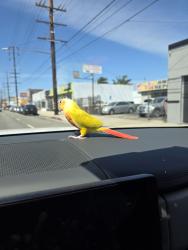 Lost Female Bird last seen Near Parmelee Ave, Los Angeles, CA 90002, Los Angeles, CA 90002