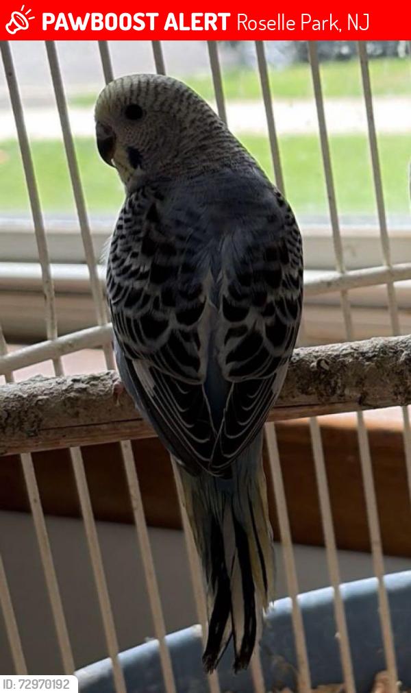 Lost Male Bird last seen Willow avenue and West Webster Ane, Roselle Park, NJ 07204