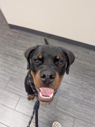 Reunited Male Dog last seen Green mountain way, Horizon West, FL 34787