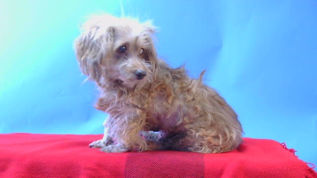 Shelter Stray Female Dog last seen , Gardena, CA 90248