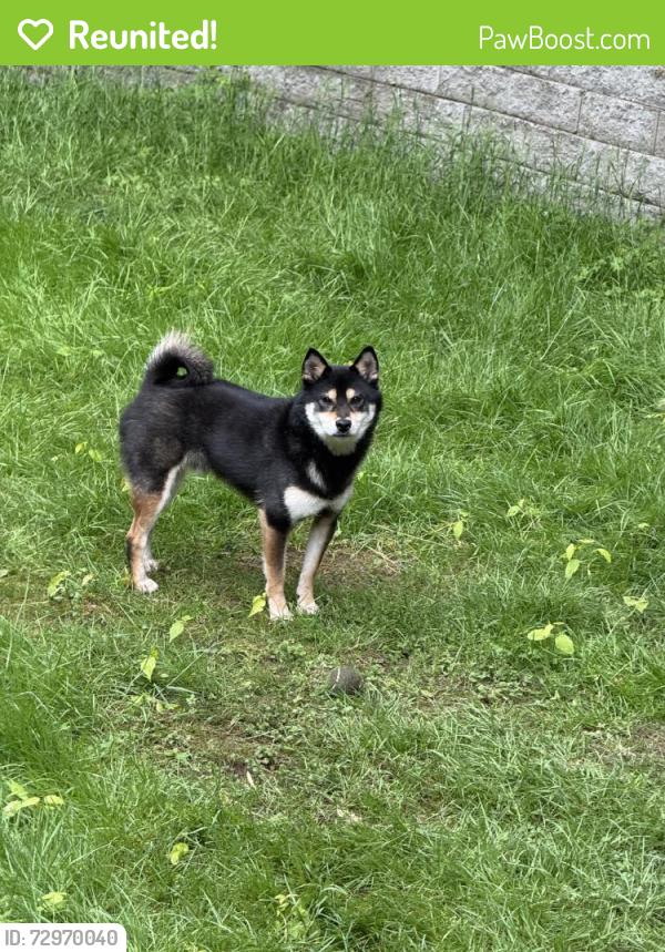 Reunited Male Dog last seen NE 141st St, Kirkland, WA 98034, USA, Kirkland, WA 98034