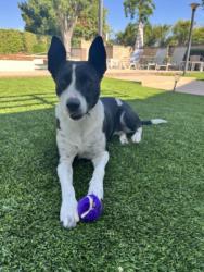 Shelter Stray Female Dog last seen , Chatsworth, CA 91311