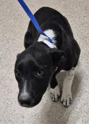 Shelter Stray Male Dog last seen Near BLOCK JENNA KATHRYN DR, BAKERSFIELD CA 93312, Bakersfield, CA 93308