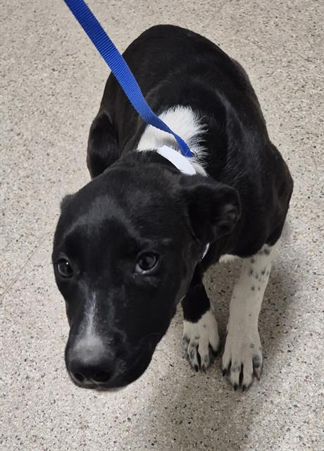 Shelter Stray Male Dog last seen Near BLOCK JENNA KATHRYN DR, BAKERSFIELD CA 93312, Bakersfield, CA 93308