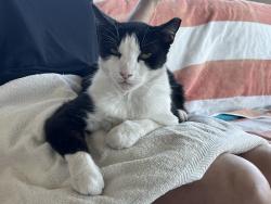 Lost Female Cat last seen Sarival north of McDowell, Goodyear, AZ 85395