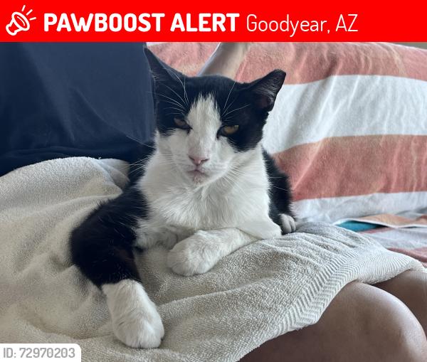 Lost Female Cat last seen Sarival north of McDowell, Goodyear, AZ 85395