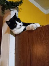 Reunited Female Cat last seen Wallgreen Street, Poplar St., Jeannette, PA 15644